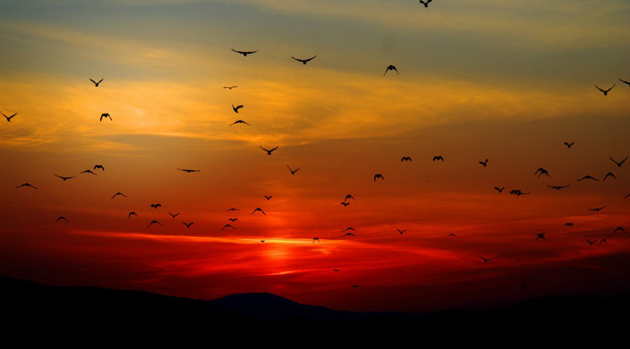 Sunset with birds flying against the background