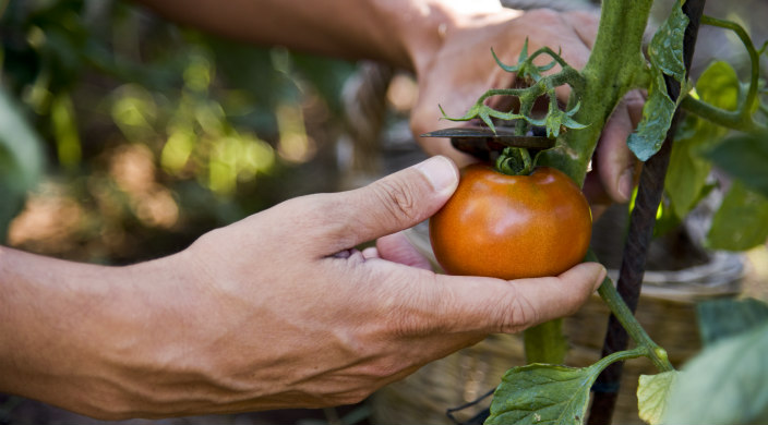 Hands of a young man cutting a tomato from the vine