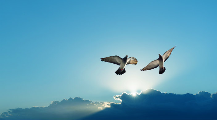 Two birds soaring in a bright blue sky with clouds and sunshine in the background