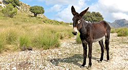 A donkey stands on a rocky, desert road
