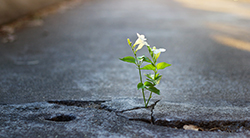 A flower growing in a crack in the road