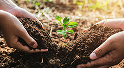 Close up of hands planting a seedling