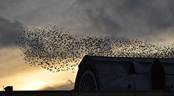 A swarm of insects 