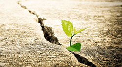 Tiny plant grows in a crack in the sidewalk