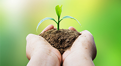Two hands carefully holding a young plant, symbolizing how youth represent the future growth and sustaining of Judaism
