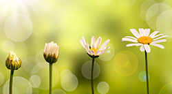 Four budding flowers to show transition of Jews from slavery to freedom