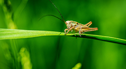 grasshopper 